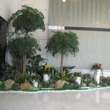 中山便宜的室內(nèi)植物租賃,剪花剪草,風(fēng)水綠植租賃,風(fēng)水植物租賃,小區(qū)、工廠(chǎng)綠化養(yǎng)護(hù),年花預(yù)定,年桔預(yù)定,園林規(guī)劃與設(shè)計(jì),綠化工程施工,商場(chǎng)等室外綠化帶保養(yǎng),便宜的鮮花預(yù)訂,鮮花出租