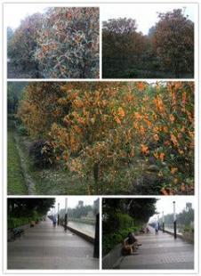 供應(yīng)花木供應(yīng),承接大型園林綠化工程,成都御龍騰園林工程有限責(zé)任公_交通運(yùn)輸_世界工廠(chǎng)網(wǎng)中國(guó)產(chǎn)品信息庫(kù)
